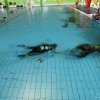 25-Stunden-Schwimmen 2014