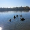 Abtauchen 2016